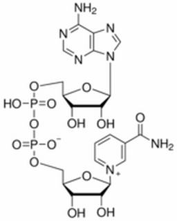 酶類