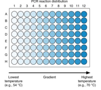 梯度PCR