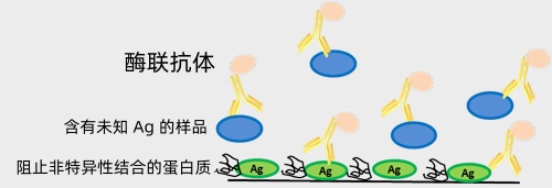 競(jìng)爭(zhēng)elisa