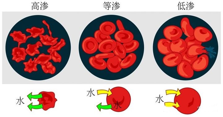 不同滲透壓對細(xì)胞影響