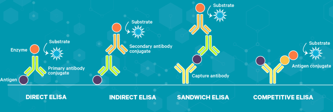 elisa檢測(cè)四大類型