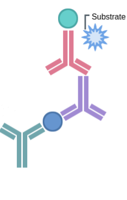 競爭ELISA